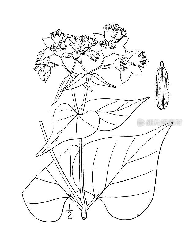古植物学植物插图:Allionia nyctaginea，心叶伞形麦汁